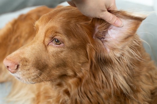 冬は愛犬の耳の先端に注意！皮膚に起こるトラブル『虚血』とは？【獣医師執筆】