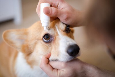 目薬をされるコーギー