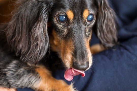 犬が『白内障』になっているときの症状4選　早期発見の重要性や治療法まで