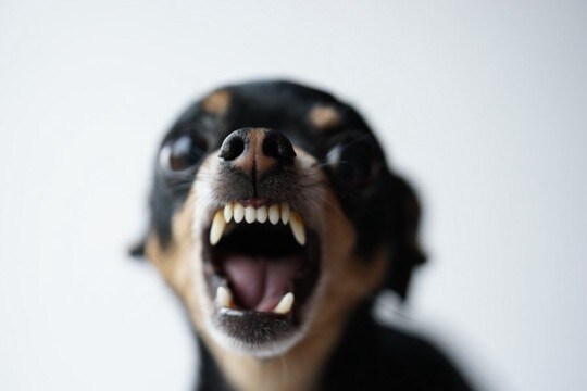 人を『信用していない』犬が見せる行動5選　信頼関係を築くために飼い主がすべきことまで
