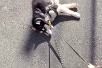 ハスキー犬が『散歩拒否』で動かなくなった結果→呆れた弟犬が…『まさかの光景と結末』に称賛の声「ナイスアシスト」「一生懸命で可愛い」