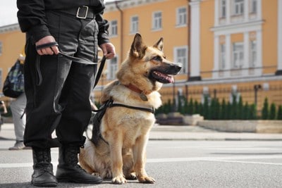 ハンドラーの横に座る警察犬