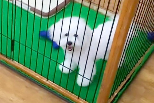 ケースに入らないほど成長し『売れずにいた犬』→店員に『里親を探す』と言われ…感動的な『7年後の光景』が63万再生「ご縁だ」「幸せそう」