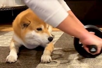筋トレをしていたら、犬が乱入してきて…まさかの『体を張った応援』が可愛すぎると25万再生「ナイスアシストｗ」「ムギュッと潰れてて草」