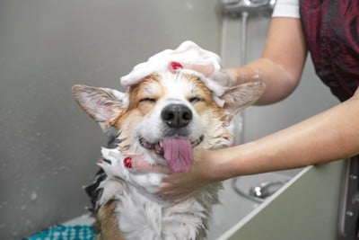 シャンプーされる犬