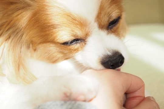 犬の『心理を読み取る』ために注目すべき行動4つ　愛犬の気持ちを理解してあげる方法まで