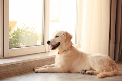 窓から外の景色を眺めている犬