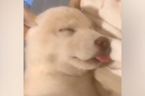 犬の寝顔をスマホで撮影していたら…カメラに起きた『とんでもないバグ』が240万再生「夢の中に入ろうとしてて草」「なんの能力やねんｗｗ」