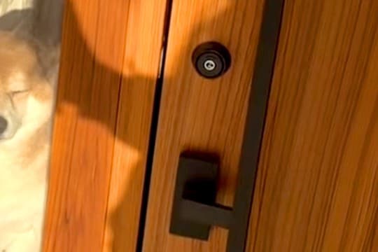 3分だけコンビニに行った結果→帰宅後、犬が玄関で待っていて…すぐに早く帰りたくなる『尊い光景』が15万再生「たまらない」「可愛すぎる」