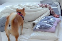 体調不良でダウンした女性→『いつもの散歩に行こう』とした犬が異変に気付き…思いやりに溢れた光景が8万再生「一番の薬」「わんこってスゴイ」