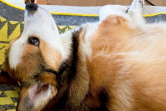 『犬の足がソファからはみ出している』と思ったら…人間のような『まさかの工夫』が103万表示「可愛すぎて悶えた」「ちいかわの足で草」と悶絶