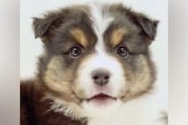 『子どもが怖がるから捨てた』1歳までに3回も家族が変わった犬→『またひとりになるの？』と怯えて…現在の光景に思わず涙「運命の出会い」