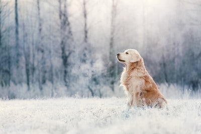 雪の中に佇む犬