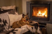 犬が『寒さに耐えている』ときにみせるサイン5選　飼い主がすべき配慮とは？