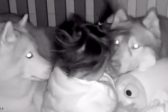 隣の部屋で家事中『赤ちゃんの見守りカメラ』を確認した結果→2匹の大型犬が…『まさかの光景』が35万再生「最高のボディガード」「優しい」