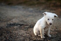 犬が『捨てられた』と勘違いする絶対NG行為４選　愛犬の心にトラウマを植え付けるタブー行動とは？