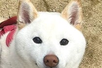 散歩中の犬を何気なく撮影した結果→よーく見てみると…想定外だった『まさかの表情』が67万表示「歯ｗｗ可愛いｗｗ」「絶妙な顔がたまらん」