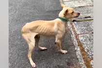山中に捨てられた『骨が浮き出るほどガリガリの犬』→不安な顔をして…涙溢れる『幸せを掴んだ光景』に感動の声「愛を感じる…」「泣いちゃった」