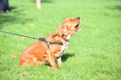 繋がれたまま吠え続ける犬