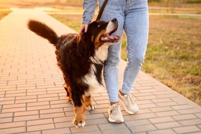 アイコンタクトしながら散歩する犬