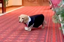 15歳のおじいちゃん犬が『リングドッグ』をした結果→参列者に挨拶をして…尊すぎる『おもてなし』に反響「マイペースでたまらん」「可愛すぎ」
