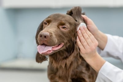 犬の耳をケア