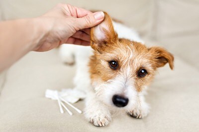 犬の耳と綿棒