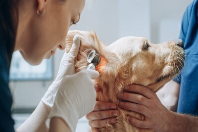 診察を受ける犬