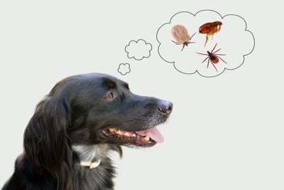 犬と吹き出しに虫