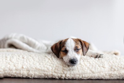 犬用ベッドでぐっすり眠る子犬