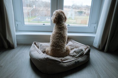 窓から外を見る犬の後ろ姿