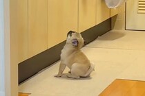 キッチンで『子犬のごはん』をふやかしていたら、気が付いて…とんでもなく尊い『ごはん待ちの様子』が58万再生「待てなさすぎｗ」「たまらん」