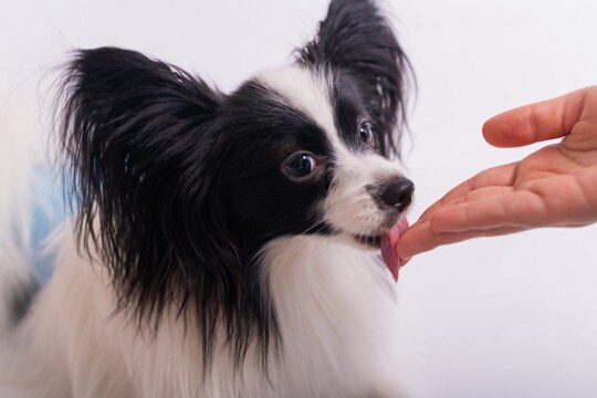 犬が『飼い主の手を舐める』心理4選　やめさせた方がいいの？しつこい場合の対処法まで