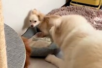 ケンカ中の小型犬２匹→そばで見ていた大型犬が仲裁をして…まるで『人間のお兄ちゃんのような行動』に絶賛「頼もしい」「会話を聞いてみたい」