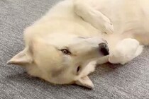 女の子に撫でてほしくて『撫でられ待ち』をする狼犬→眠気が襲ってきて…子犬のような『まさかの光景』が話題「寝落ちｗｗ」「カッコいいのにｗ」