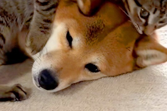 『犬のことが好きすぎる猫』VS『塩対応な犬』 お互いの性格が出すぎている『愛おしい攻防戦』が48万再生「普通は逆ww」「優しいわんこ」