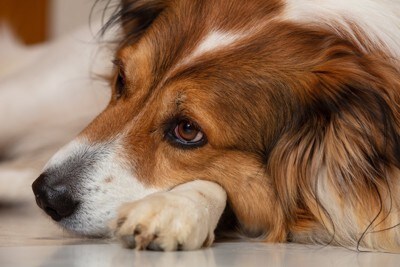 元気なく横になる犬の顔