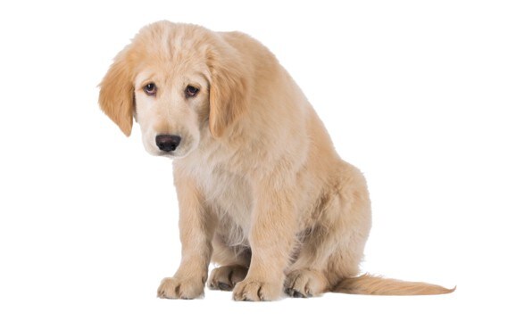 犬が『へこんでいる』ときにみせるサイン５選　落ち込んでしまう原因や飼い主がすべきケアとは