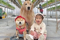 1歳の女の子と犬2匹を『いちご狩り』に連れていった結果→無限に見ていたい『愛おしすぎる光景』が16万再生「癒される」「幸せもらった気分」