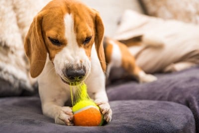 ボールを壊す犬