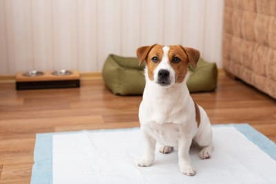 お座りする犬