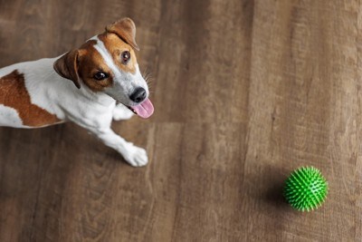 ボールで遊ぶ犬