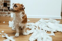 犬が『部屋のモノを壊してしまう』理由5つ　破壊行動の要因や止めさせる方法まで解説