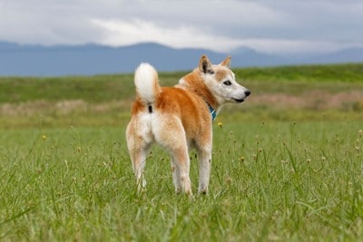 振り向く柴犬