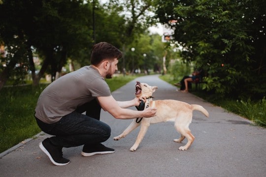 犬に敵だと思われる『絶対NG行為』5つ　愛犬を誤解させてしまう飼い主の危険行動とは？