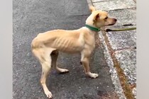 山中に捨てられた『骨が浮き出るほどガリガリの犬』→不安な顔をして…涙溢れる『幸せを掴んだ光景』に感動の声「愛を感じる…」「泣いちゃった」