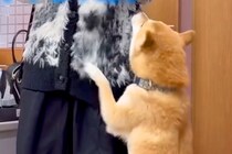 『赤ちゃんの頃からお世話してくれた元シッターさん』と再会した犬→気付いた瞬間…思わず感動する光景が話題「尊すぎて泣く」「全身全霊の喜び」