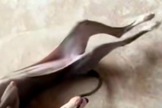 『魚にしか見えないｗｗ』妹犬が兄犬を遊びに誘った結果→クセが強い『まさかの行動』が7万再生「湯引きされたアナゴで草」「犬かどうか怪しい」