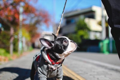 飼い主を見上げる犬