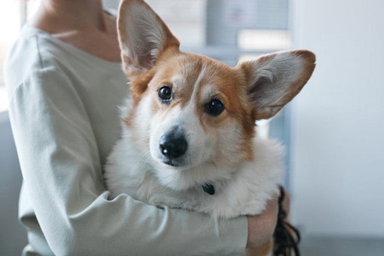 『優しい心をもつ犬』がみせるサイン5選　感情が安定しているワンコの特徴や注意点まで
